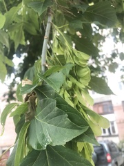 Acer negundo