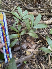 Polyalthia xanthocarpa