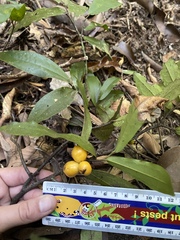 Polyalthia xanthocarpa