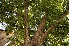 Tilia cordata