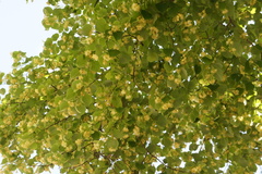 Tilia cordata