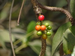 Tinospora sinensis