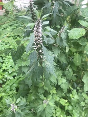 Leonurus quinquelobatus