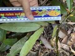 Polyalthia xanthocarpa