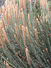 Allocasuarina crassa