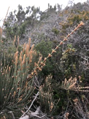 Allocasuarina crassa