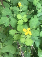 Chelidonium majus