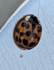 Harmonia axyridis