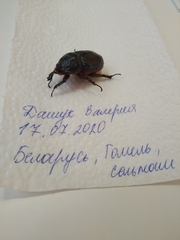Oryctes nasicornis