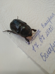 Oryctes nasicornis