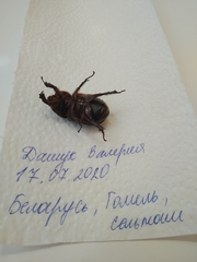 Oryctes nasicornis