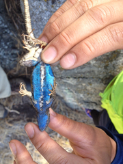 Sceloporus graciosus vandenburgianus