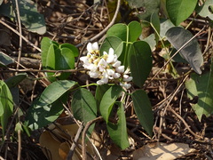 Derris trifoliata
