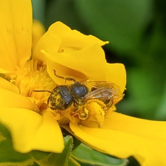 Halictus ligatus