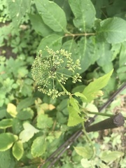 Aegopodium podagraria
