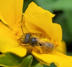 Halictus ligatus