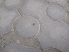 Opiliones