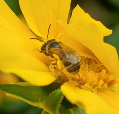 Halictus ligatus