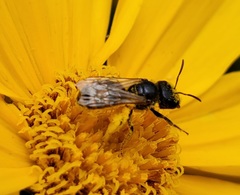 Halictus ligatus