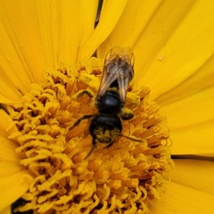 Halictus ligatus