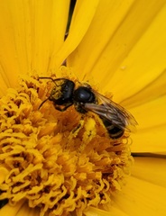 Halictus ligatus