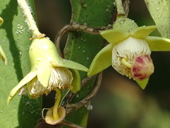 Sonneratia apetala
