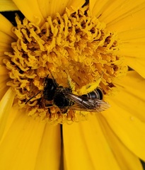 Halictus ligatus