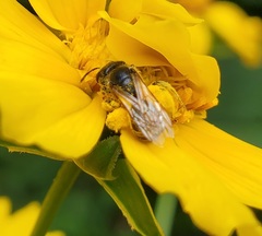 Halictus ligatus