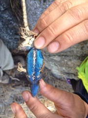 Sceloporus graciosus vandenburgianus