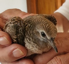 Geopelia striata
