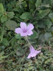 Ruellia tuberosa