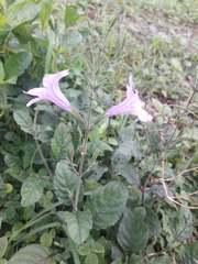 Ruellia tuberosa