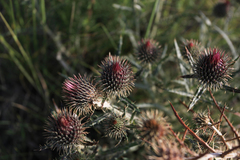 Ancathia igniaria