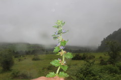 Ajuga integrifolia