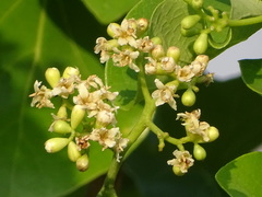 Cordia dichotoma