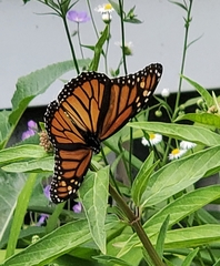 Danaus plexippus
