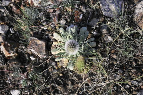 Echinops humilis (Echinops humilis)