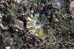 Echinops humilis