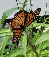 Danaus plexippus