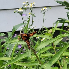 Danaus plexippus