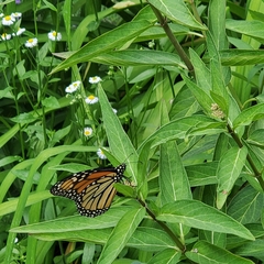 Danaus plexippus
