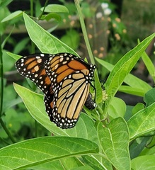 Danaus plexippus