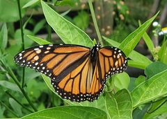 Danaus plexippus