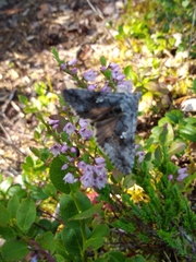 Syngrapha interrogationis