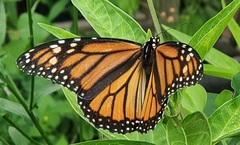 Danaus plexippus