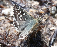 Pyrgus malvoides