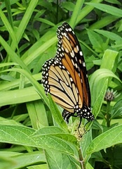 Danaus plexippus