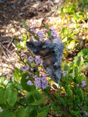 Syngrapha interrogationis