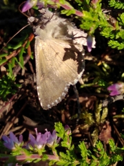 Syngrapha interrogationis