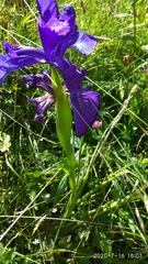 Iris latifolia